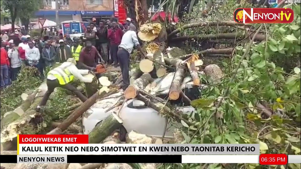 HEAVY WINDS UPROOT SACRED FIG TREE, FLATTEN CAR IN KERICHO TOWN
