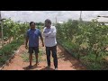 Taiwan Guava Farming Indian Technology