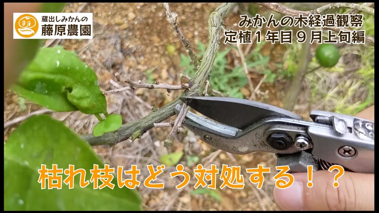 みかんの枯れ枝対処法！みかんの苗木成長観察。～定植１年目9月上旬編～