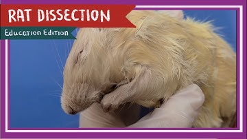 Rat Dissection || When the Cat