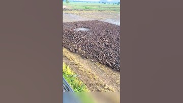 Cách người Thái Lan nuôi vịt chạy đồng độc đáo #shorts