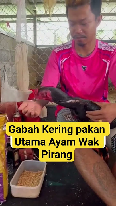 PAKAN UTAMA AYAM WAK PIRANG #pakoythai #การเลี้ยงไก่ #1m #viralvideo #jimmywhite #venom #marvel