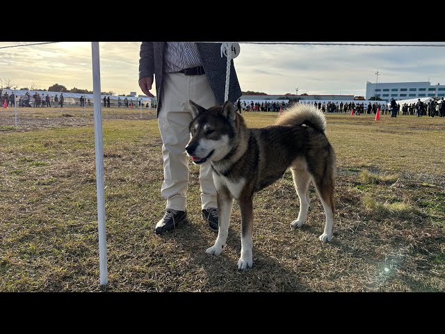 日本犬写真集 第4巻第5巻 第6巻 　日本犬保存会 全国 今回大幅値下げです。 配布物・ 販売物 – 公益社団法人 日本犬保存会