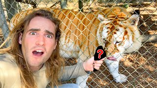 HOW TIGERS ARE FED IN ZOOS ?! SHOCKING