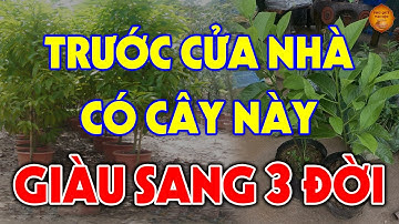 GIÀU SANG PHÚ QUÝ Cả Đời Nhờ Trồng Cây Này TRƯỚC CỬA NHÀ, Tiền Vàng Ùn Ùn Kéo Vào Như Nước