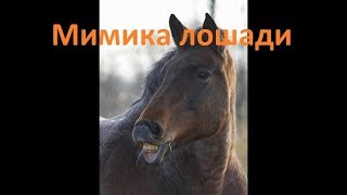 Мимика лошади