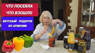 Что посеяла, что взошло/Пробую вкусный подарок из Армении/Может проще купить, чем вырастить самому?