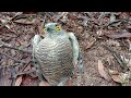 Bẫy chim săn mồi shikra [ Falcon trap ] ||| BÙI VĂN TUẤN