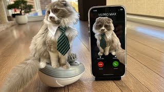 iPhone 15 Pro Max Cat Massage Incoming Call