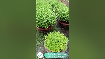 Hành trình trồng hoa cúc Tết 2026@BìnhĐoàn-u4w 