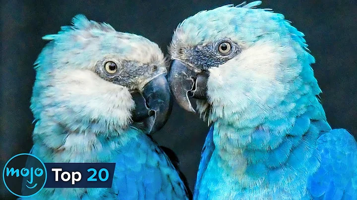 Top 20 Extraordinary Rare Animals thumbnail