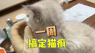 一周搞定猫癣很简单新手必看