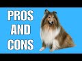 Shetland Sheepdog Pros And Cons | The Good AND The Bad!! の動画、YouTube動画。