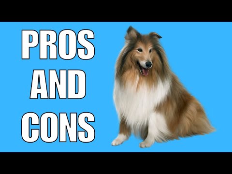 Video: Top 3 Hälsa Bekymmer För Din Shetland Sheepdog