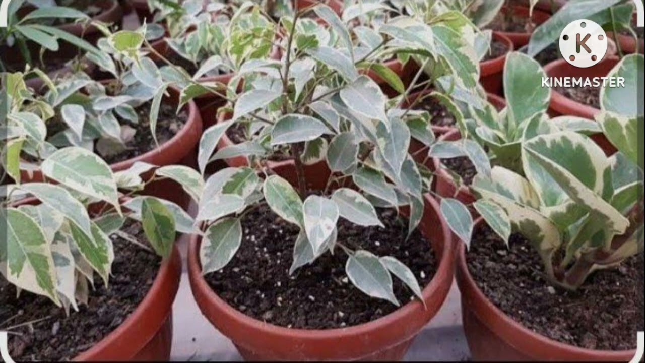 Fekus Benjamin gulingiz yaxshi usishi uchun bundan foydalaning.