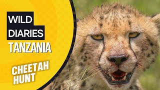 Wild diaries Tanzania  cheetah hunt