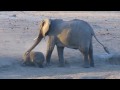 A family of elephants & baby at the water hole