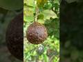 Young Black Lime Cutting #farming #skills #shorts