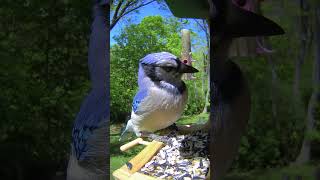 Blue Jay throwing &amp; catching seed  #birdfeeding #birdwatching