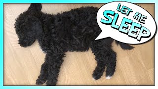 Labradoodle sleeping & twitching & dreaming  [ This is Nala ]