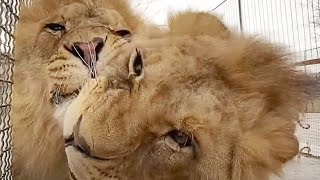 Рождественский подарок нам и кисюням 🎁 Львы. Тайган. Lions life in Taigan.