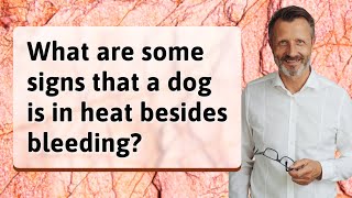 What are some signs that a dog is in heat besides bleeding
