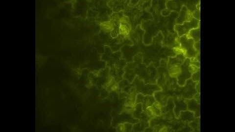 Huygens Fusion on Arabidopsis leaf