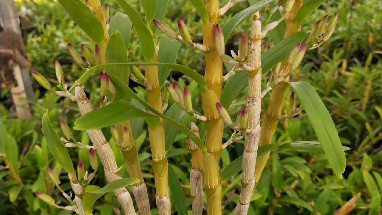 Nụ nhiều giá rẻ toàn pho g lan dễ chăm. Lh 0398 228 633