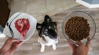 Kakoa & sky try raw food for the first time. meat or kibble food?
which will they choose? we have been doing a lot of research on diet
and all of...