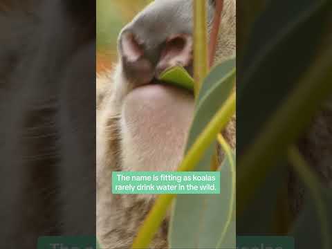 Koala fittingly means "No Drink" #naturepbs #koala #wildlife