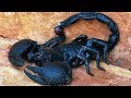 7 Escorpiones Más Venenosos Y Peligrosos Del Mundo