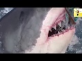 Un tiburón le salva la vida a un hombre y sucedió de esta manera.