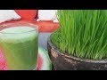 Como cultivar el Wheatgrass | Jugo de pasto de trigo | ELIXIR DE LA VIDA Y LA JUVENTUD