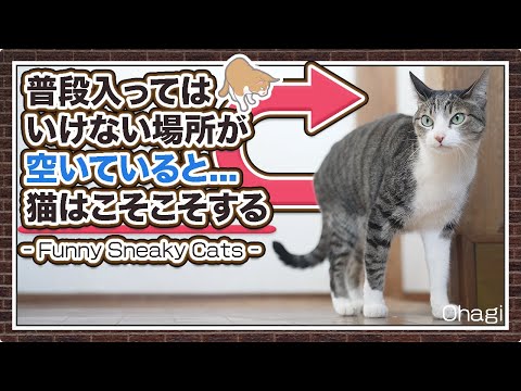 普段入ってはいけない場所が空いていると猫はこそこそする