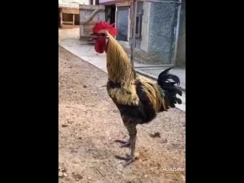 кукареку - YouTube