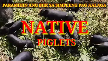 SIMPLENG PAG AALAGA NG NATIVE NA BABOY ANG DAMING ANAK | CROSSBREED BABOY RAMO | CARAMILTV