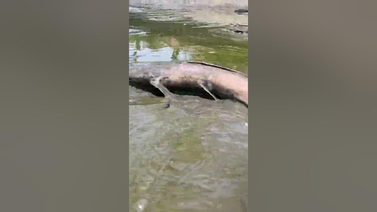 Lots of Catfish In Secret Holes YouTube