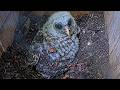 Younger Barred Owlet Kicks Up Nest Substrate, Female Delivers A Meal | May 16, 2026