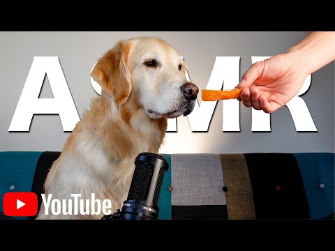 【ASMR】5歳ゴールデンレトリーバーの咀嚼音（イヤホン推薦）/Eating sounds of a 5 year old golden retriever