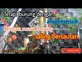 Terapi Burung Stres Terapi Air Gemericik Dengan Suara Burung Saling Bersautan Paling Mewah Mp3 - Mp4 Download