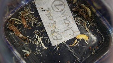 Sample processing for DNA Metabarcoding