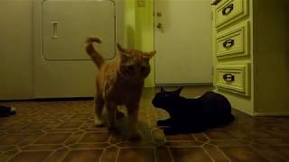 Chausie Kitten ATTACKS  and Plays with Tabby Cats by Meow 55 views 4 years ago 9 minutes, 23 seconds