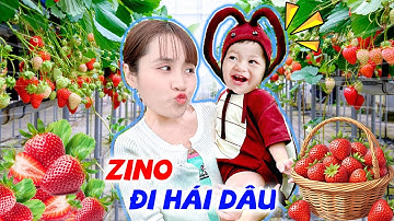 ZINO HÓA THÂN CON GIÁN HÁI HẾT VƯỜN DÂU TÂY Ở ĐÀ LẠT - VÊ VÊ CHANNEL