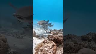 Le poisson rémora 🐟👀 #animaux #poisson #ocean