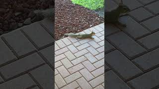 Download Lagu Cool Zone? Yes Please! #squirrel #squirrels MP3