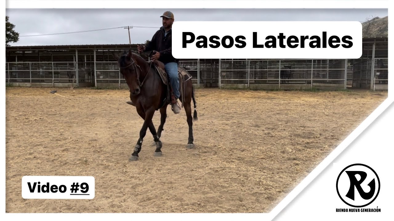 Riendas Laterales Elásticas De Piel Aviemore - 81 Cm, Color Negro, Con Clips De Gatillo