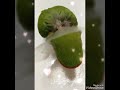 食いしん坊の小桜インコ