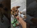 #trendingshorts #trending #shorts #youtubeshorts #doglove #funnyvideo #dogshorts