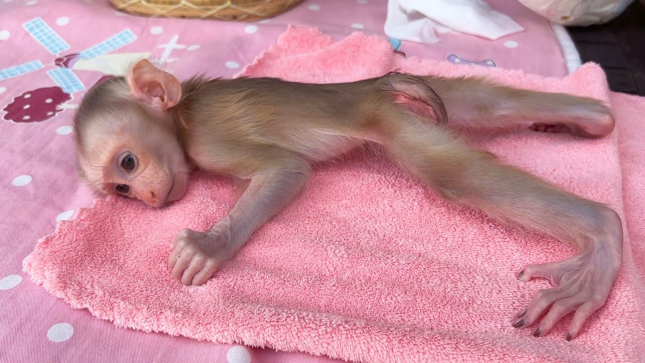 Lil NB Look So Strng & Healthy But Just A HandfuI Of Fist Size