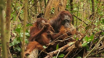 Thank from Borneo Nature Foundation